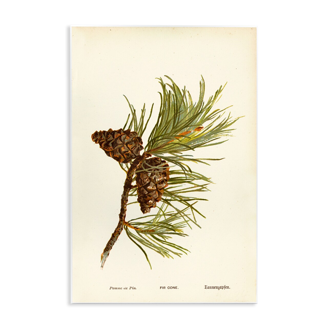 Stupell Industries Fir Tree Cones Wall Plaque Art Design by Tina Higgins Designs, Inc.